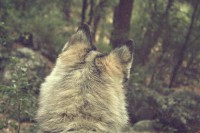 /album/les-loups/tumblr-lh8mlkclwr1qfhbc2o1-500-jpg/