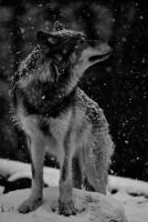 /album/les-loups/tumblr-mbusi3ctzy1qzqd79o1-500-jpg/