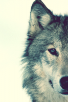 /album/les-loups/tumblr-miblvwwva01s5ja9ao1-r2-500-png/