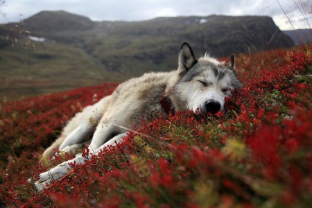 Le loup.