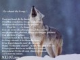 /album/galerie-photos/loup10-jpg/